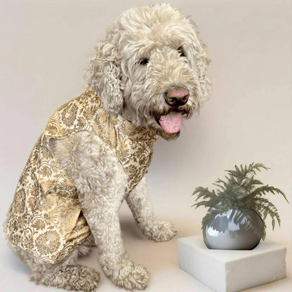 Floral Mocha Dog Sherwani