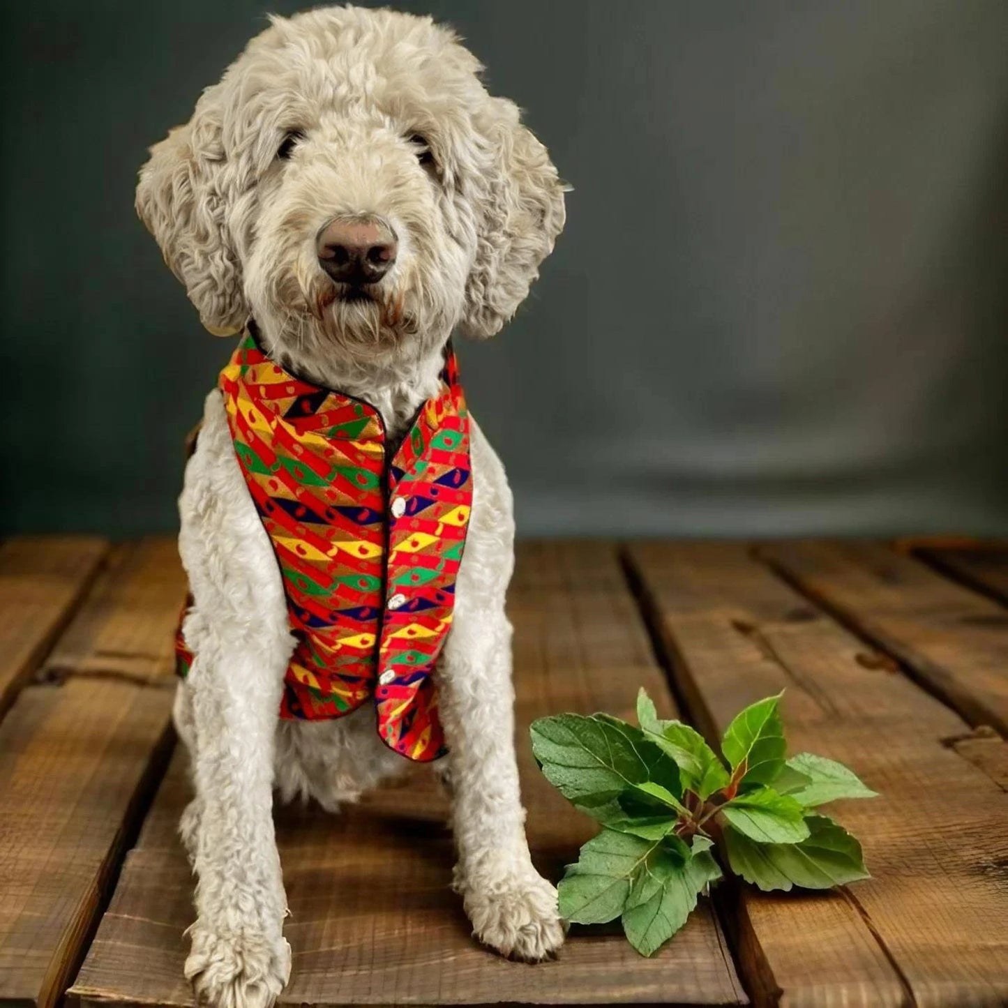 Rangoli Sherwani for Dogs