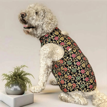 Dog Sherwani