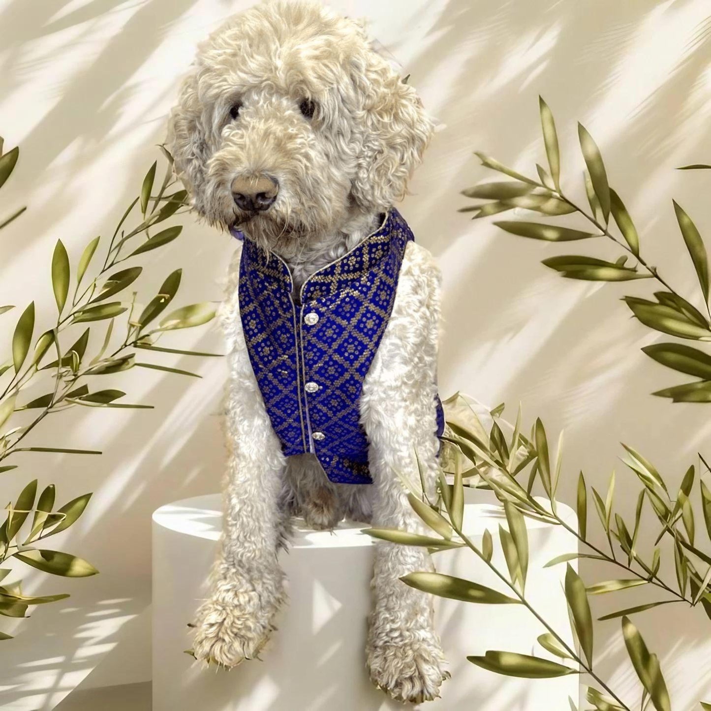 Elegant Blue Dog Sherwani